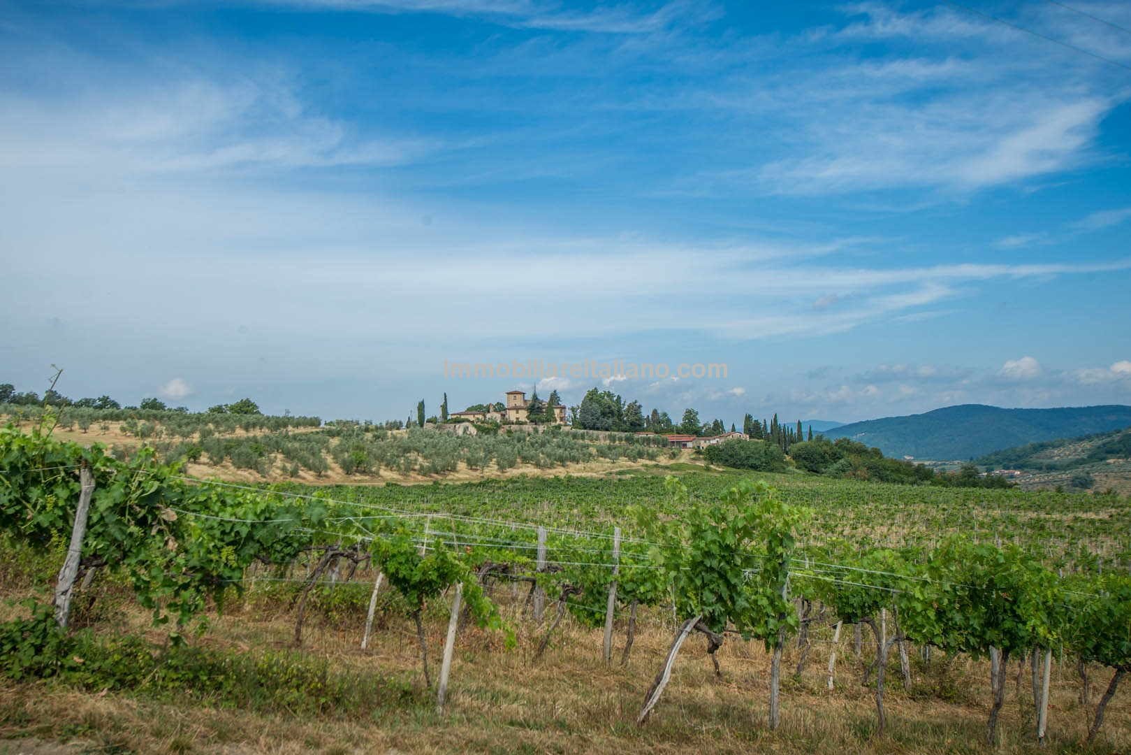 Commercial Property Tuscany Italy Wine and Olives