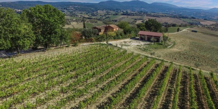 Farmhouse with Vineyard