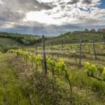 Tuscan vineyard view
