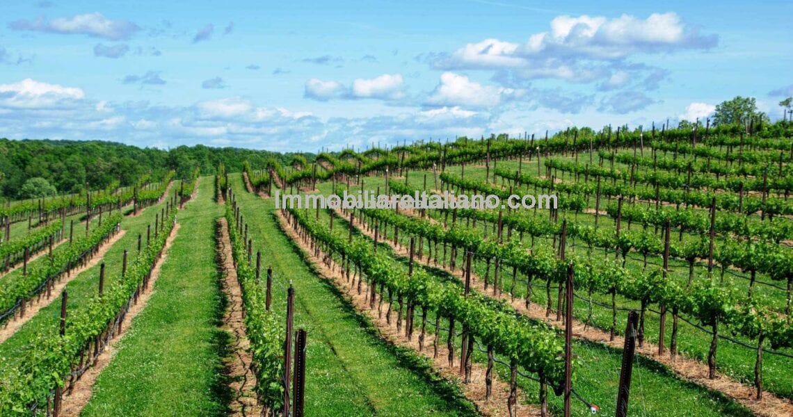 Vineyard in Italy