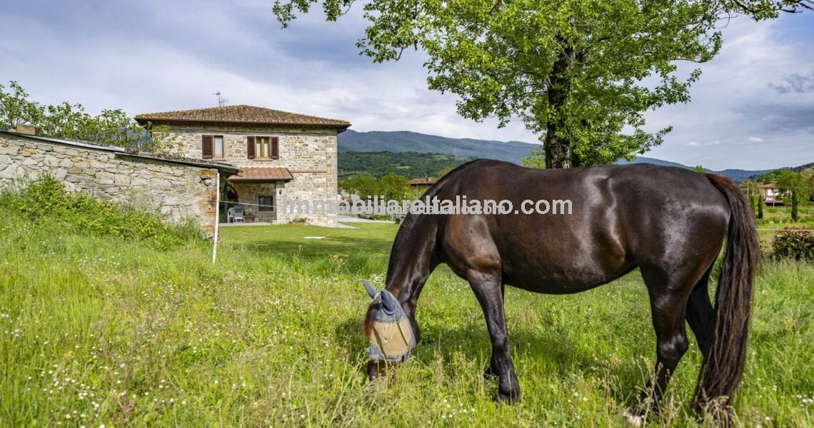 Horse property for sale