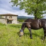 View of horse, paddock and farmhouse Bibbiena Tuscany Italy