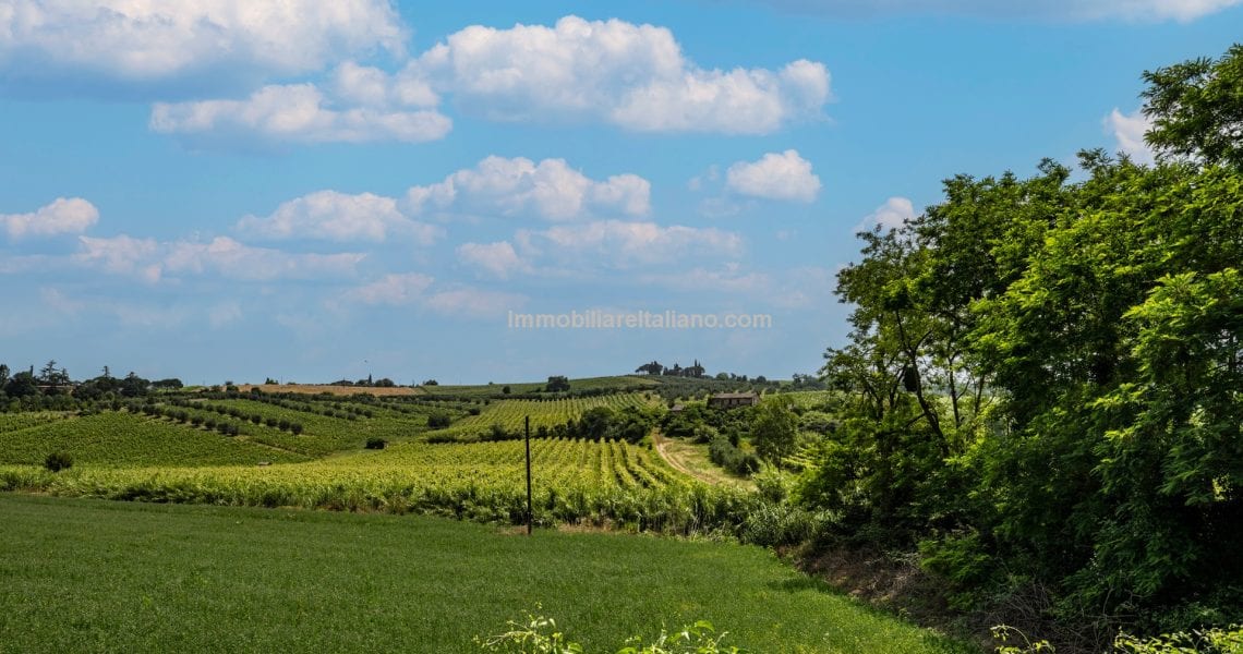 Vineyard for sale Vineyard for sale