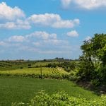 View of fields and vines, Bertinoro Forlì-Cesena Emilia-Romagna italy