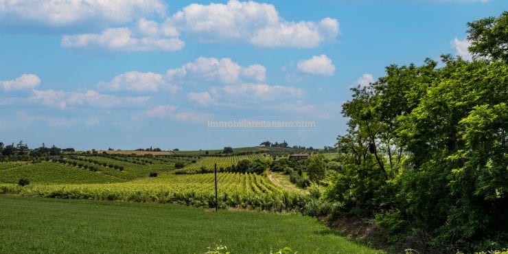 Vineyard for sale