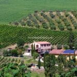 View of vineyard home, vineyards and olive grove and winery Senigallia Ancona Marche Italy