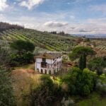 View of organicic olive oil farm Piegaro Perugia Umbria Italy