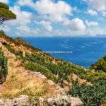 View of sea and organic vineyards Island of Capraia Tuscany Italy