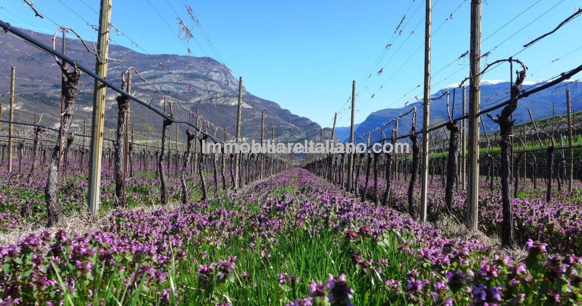 Italy business for sale