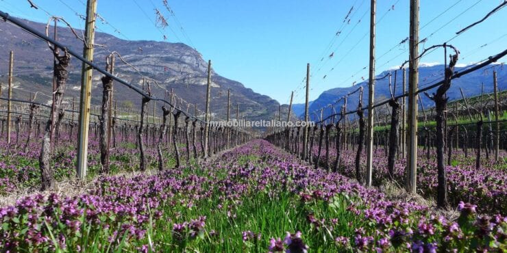 Italy business for sale