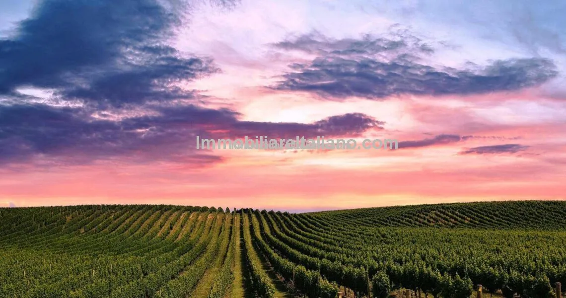 Vineyard Real Estate