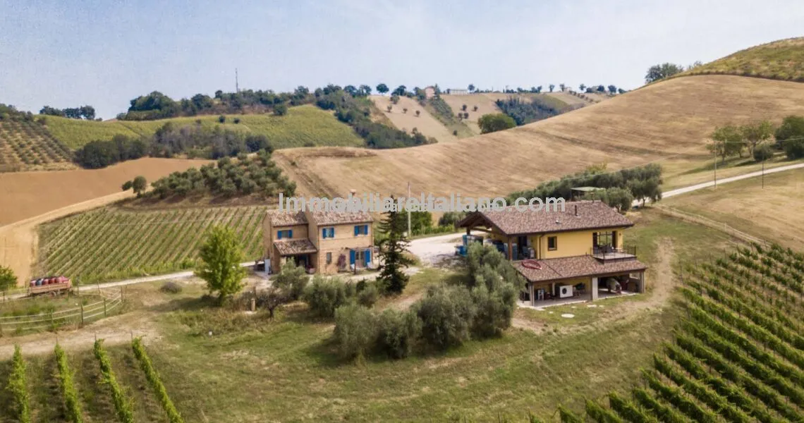 Vineyard For Sale Le Marche Vineyard For Sale Le Marche