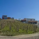 View of Tuscan winery and organic vineyard estate
