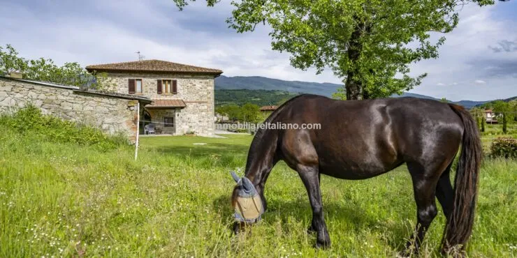 Horse property for sale
