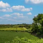 View of fields and vines, Bertinoro Forlì-Cesena Emilia-Romagna italy