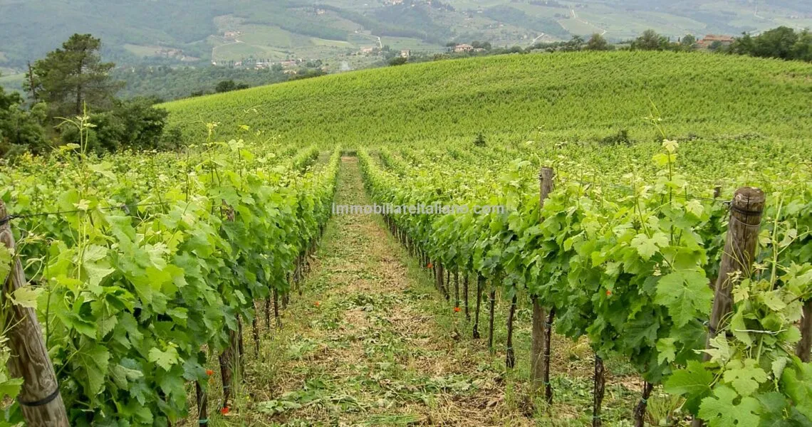 Chianti Vineyard Property