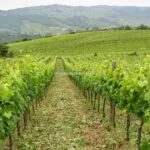 View of Chianti vineyards Greve in Chianti Florence Tuscany Italy
