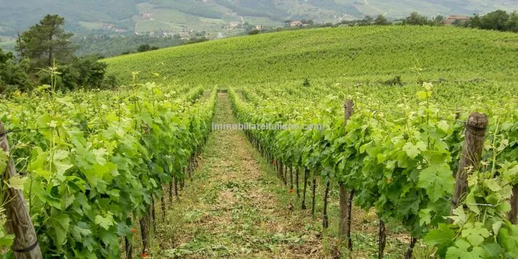 Chianti Vineyard Property