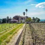 External view of Sicilian Vineyard and buildings on Wine and farm estate Piedimonte Etneo Catania Sicily