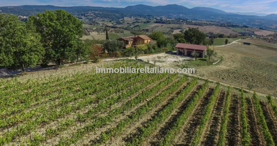 Farmhouse with Vineyard