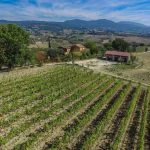 Farmhouse with Vineyard for sale Umbria Italy