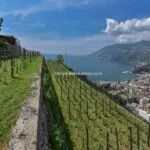 organic farm with production of wines, olive oil, jams, lemons and liquors