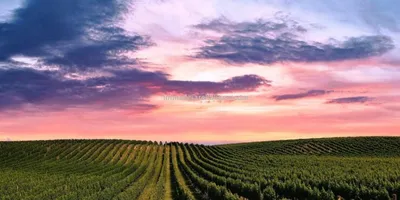 Vineyard Real Estate