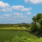 View of fields and vines, Bertinoro Forlì-Cesena Emilia-Romagna italy