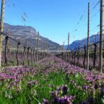 View of land and vineyards at Italian wine estate