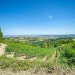 View of Organic Italian vineyards