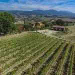 Farmhouse with Vineyard for sale Umbria Italy
