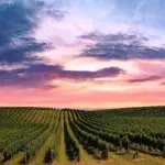 View of vineyards