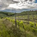 Tuscan vineyard view