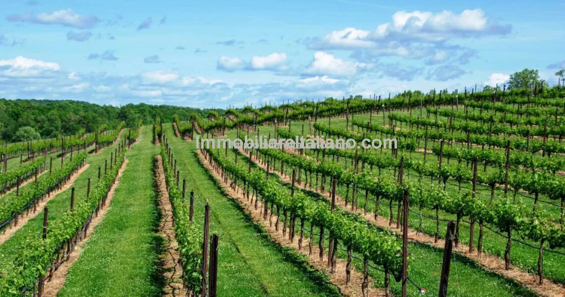 Vineyard in Italy
