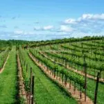 View of Italian vineyard