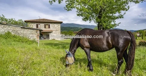 Horse property for sale